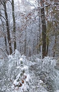 photo neige pour protéger le chien du froid