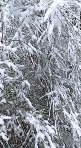 photo d'une forêt enneigée pour soulager le chat du froid